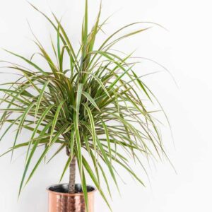 Dracaena marginata, Dragon Tree, Madagascar Dragon Tree, Houseplant, House Plant