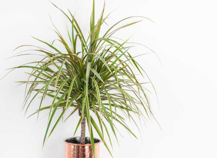 Dracaena marginata, Dragon Tree, Madagascar Dragon Tree, Houseplant, House Plant