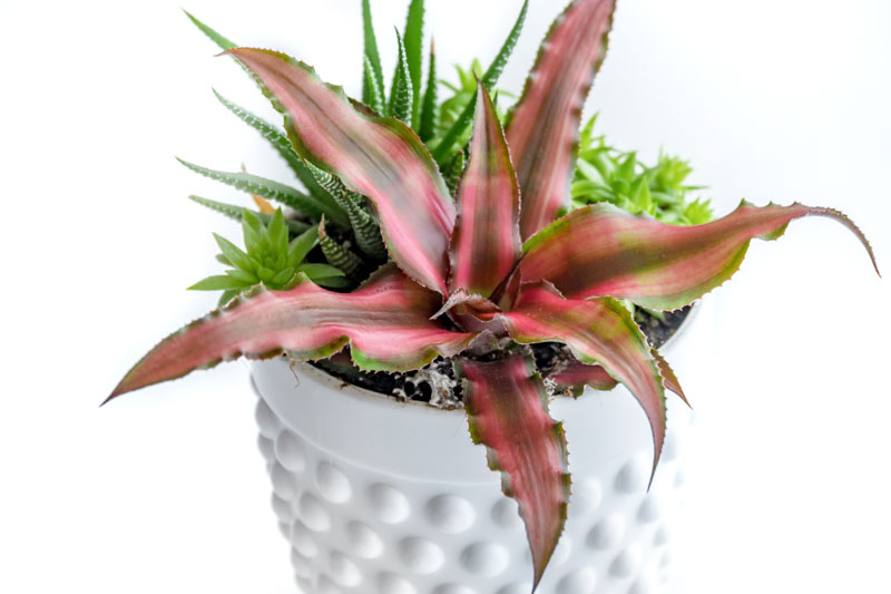 Earth Star, Bromeliad, Cryptanthus bivittatus, Earth Star Bromeliad, Green earth star, Pink Starlite, Red Star Bromeliad, Starfish plant, Star Plant, Terrarium