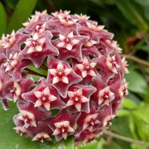 Hoya pubicalyx, Wax Plant, Porcelain Flower, houseplant