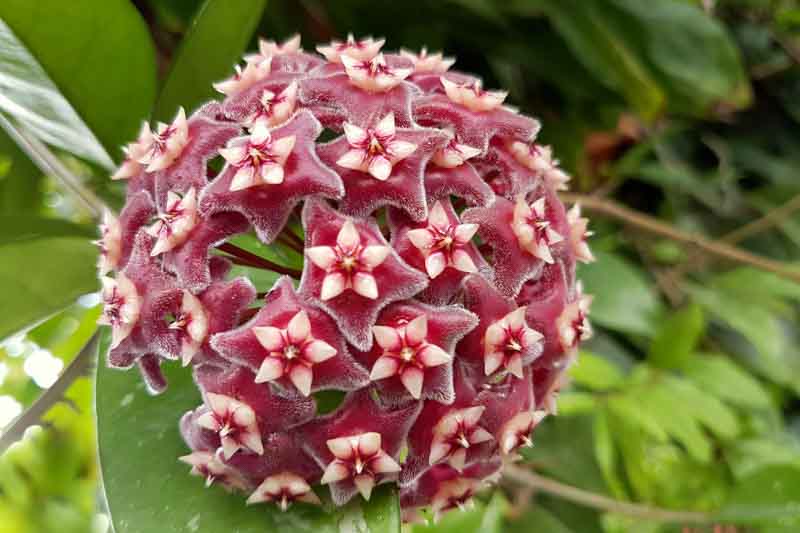 Hoya pubicalyx, Wax Plant, Porcelain Flower, houseplant