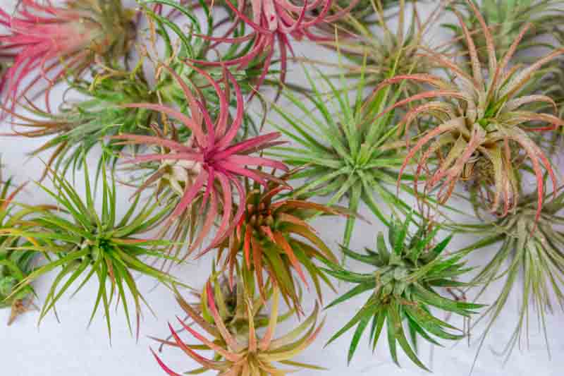 Air plants, Air Plant, Tillandsia, Terrarium, Houseplants