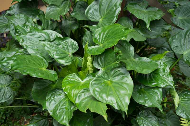 Alocasia cucullata, Chinese Alocasia, Buddha’s Palm, Dwarf Elephant Ear, Chinese Taro, Tropical Plant, Houseplant,