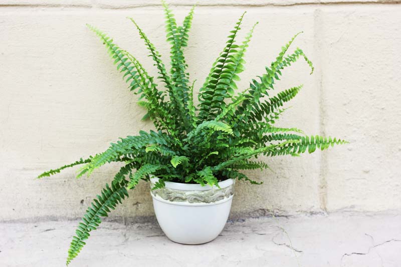 Kimberly Queen Fern, Australian Sword Fern, Nephrolepis obliterara, Evergreen Fern, Shade plants, shade perennial, plants for shade