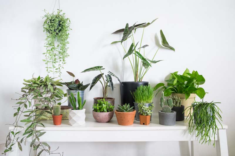 Houseplants, house plants, Houseplant, House plant
