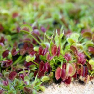 Venus Flytrap,Venus Fly Trap, Meadow Clams, Dionaea muscipula, Carnivorous Plant