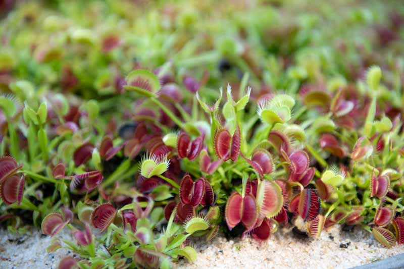 Venus Flytrap,Venus Fly Trap, Meadow Clams, Dionaea muscipula, Carnivorous Plant