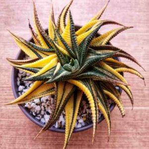 Haworthiopsis limifolia Variegata, Variegated Haworthia limifolia, Fairies Washboard, Fairy Washboard, File-leafed Haworthia, Swati Haworthia, Succulent, Houseplant