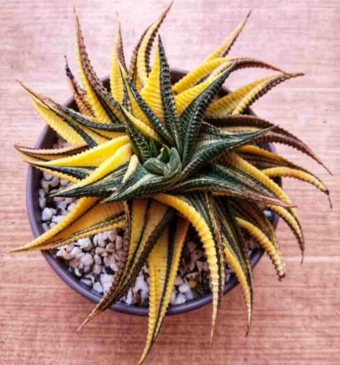 Haworthiopsis limifolia Variegata, Variegated Haworthia limifolia, Fairies Washboard, Fairy Washboard, File-leafed Haworthia, Swati Haworthia, Succulent, Houseplant