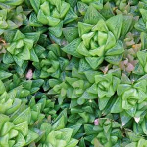 Haworthia cymbiformis, Cathedral Window Haworthia, Window Boats, Window Haworthia