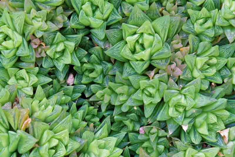 Haworthia cymbiformis, Cathedral Window Haworthia, Window Boats, Window Haworthia