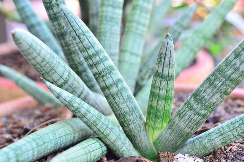 Sansevieria cylindrica, Dracaena angolensis, Cylindrical Snake Plant, Spear Sansevieria