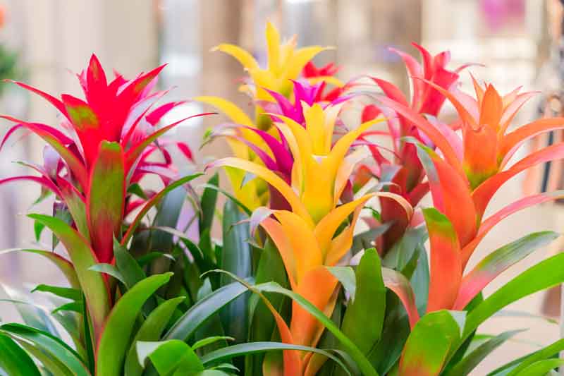 Guzmania, Bromeliad, Bromeliad Care, Bromeliad Plant, Bromeliads, Bromeliad flower