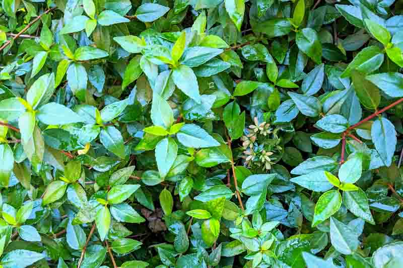 Abelia x grandiflora 'Little Richard', Glossy Abelia 'Little Richard', Little Richard Abelia, Evergreen shrub, Fragrant Shrub, Pink Flowers, White Flowers,