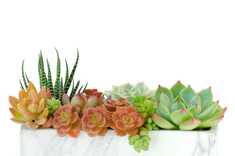 Haworthia, echeveria, succulents, succulent mix, houseplant