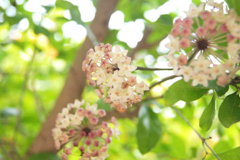 Hoya macrophylla, Wax Plant, Porcelain Flower, houseplant