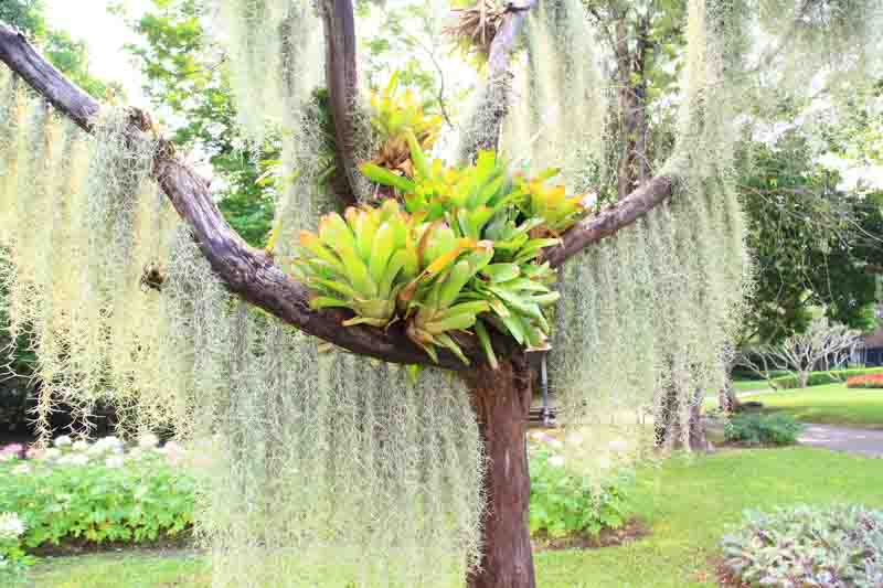 Spanish Moss, Florida moss, Hanging moss, New Orleans moss, southern moss, tree beard