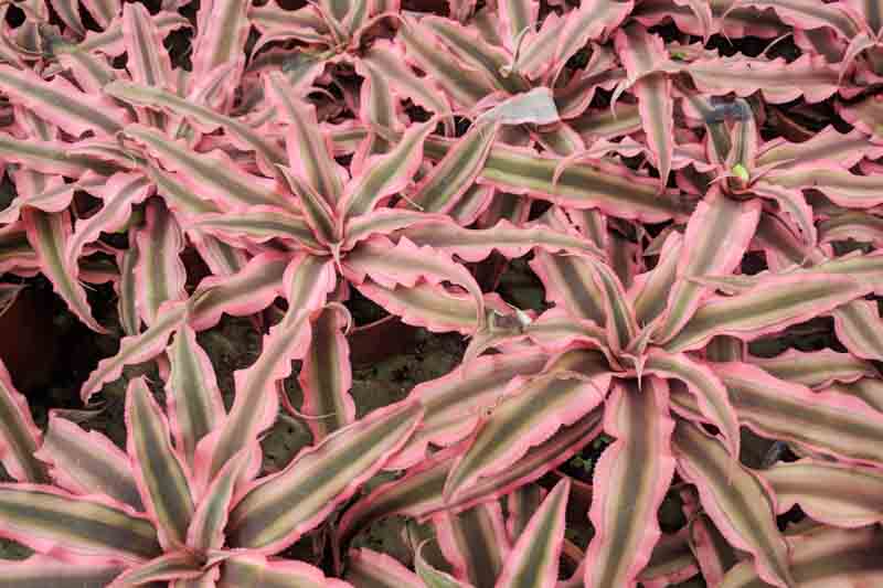 Earth Star, Bromeliad, Cryptanthus bivittatus, Earth Star Bromeliad, Green earth star, Pink Starlite, Red Star Bromeliad, Starfish plant, Star Plant, Terrarium