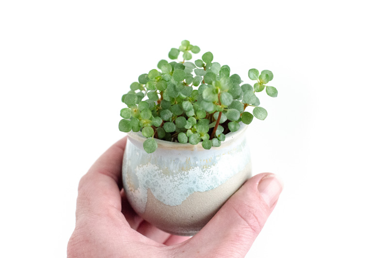 Silver Sparkle Pilea, Gray Artillery Plant, Pilea glauca, Houseplant, Tropical Plant, Indoor Plant, Terrarium