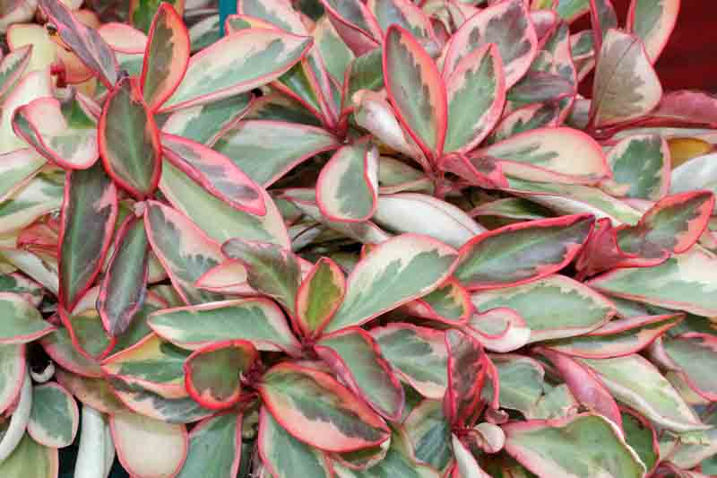 Ginny Peperomia, Peperomia clusiifolia Ginny, Houseplant, House Plant