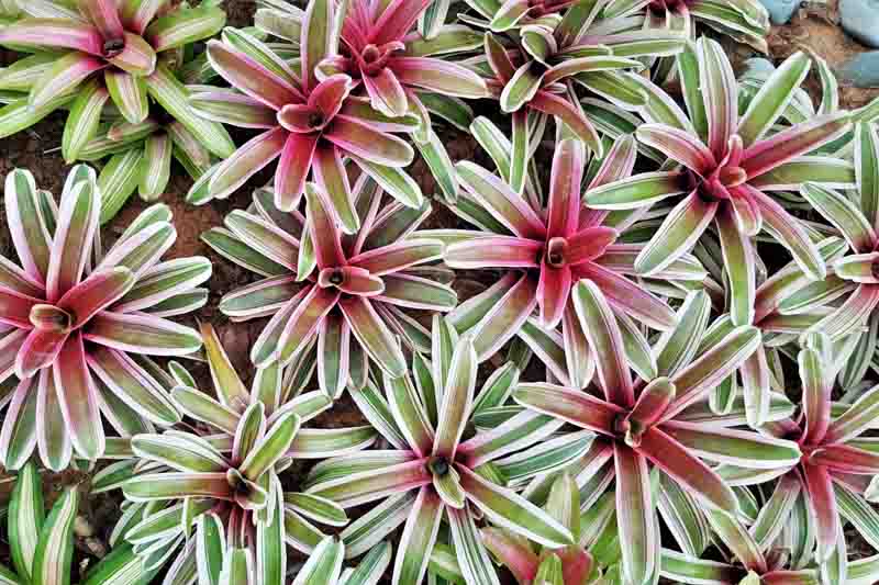 Neoregelia Fireball, bromeliad, Aregelia, Blushing Bromeliad, Crimson Cup, Marbled Fingernail, Miniature Marble Plant, Ossifragi Vase, Striped Blushing