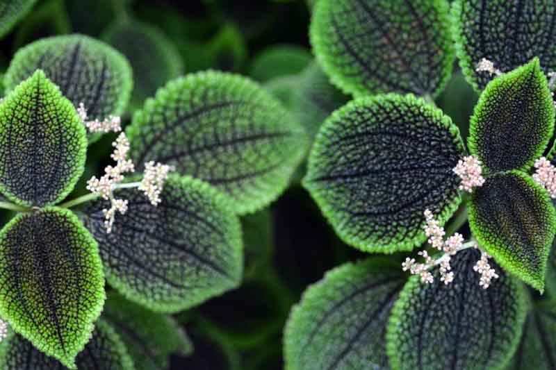 Friendship Plant, Pilea involucrata, Moon Valley Pilea, Houseplant, Terrarium