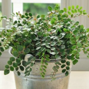 Button Fern,Cliff Brake, Pellaea rotundifolia, Hemionitis rotundifolia, evergreen fern