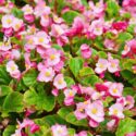 Wax Begonia, Bedding Begonia, Wax Plant, Begonia semperflorens, indoor plants, houseplant, houseplants