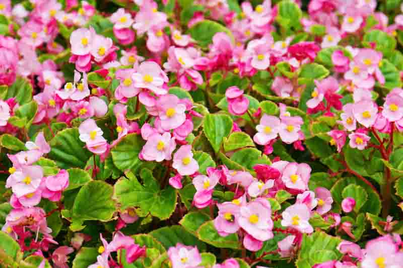 Wax Begonia, Bedding Begonia, Wax Plant, Begonia semperflorens, indoor plants, houseplant, houseplants