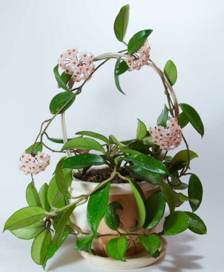 Hoya carnosa, Honey Plant, Porcelainflower, Porcelain Flower, Wax Plant