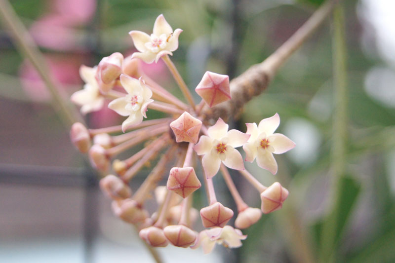 Hoya macrophylla, Wax Plant, Porcelain Flower, houseplant
