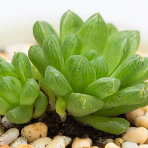 Haworthia cooperi, Bristle Haworthia, Cooper's Haworthia, Pussy Foot, Window Haworthia