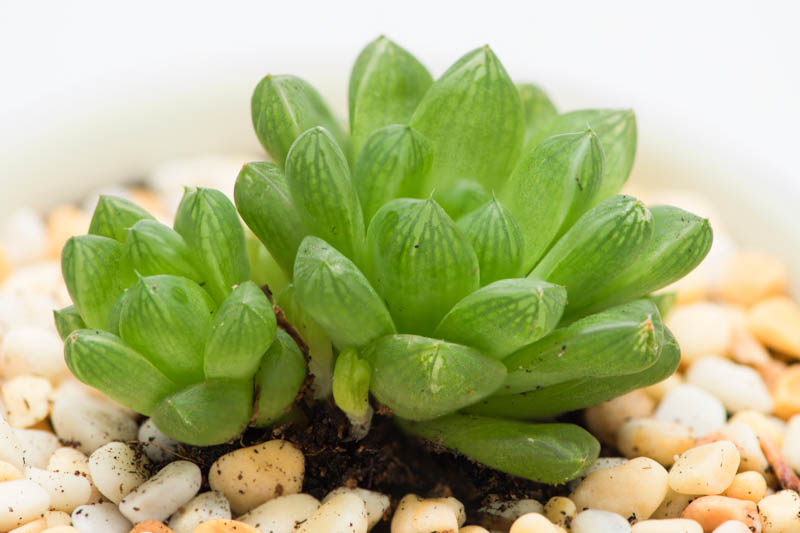 Haworthia cooperi, Bristle Haworthia, Cooper's Haworthia, Pussy Foot, Window Haworthia