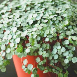 Silver Sparkle Pilea, Gray Artillery Plant, Pilea glauca, Houseplant, Tropical Plant, Indoor Plant, Terrarium