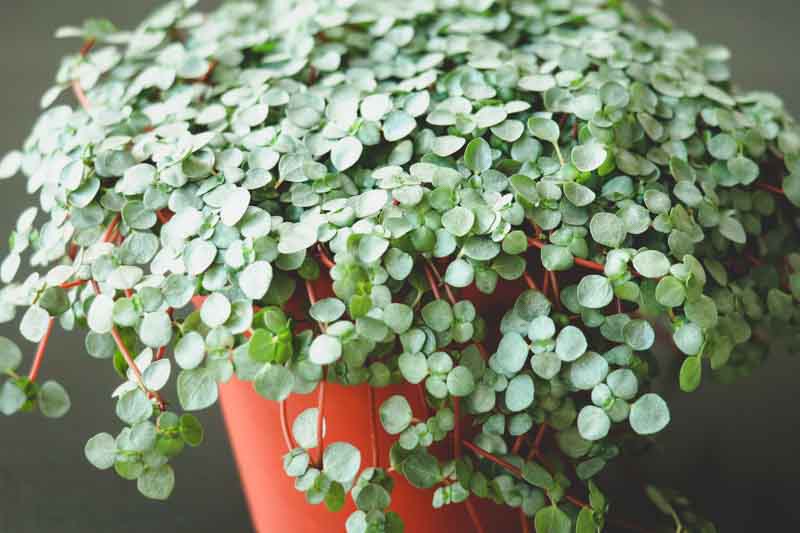 Silver Sparkle Pilea, Gray Artillery Plant, Pilea glauca, Houseplant, Tropical Plant, Indoor Plant, Terrarium