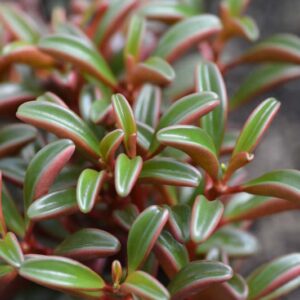 Peperomia graveolens, Ruby Glow Peperomia, Houseplant, succulent plant