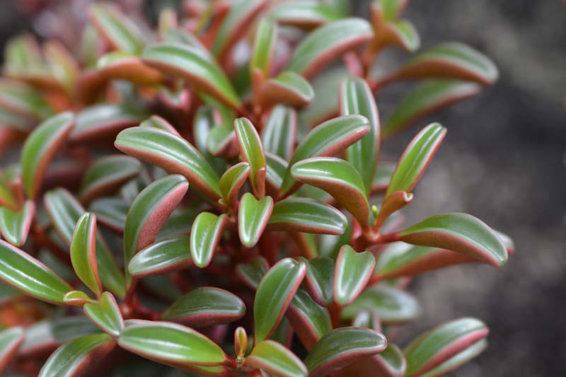 Peperomia graveolens, Ruby Glow Peperomia, Houseplant, succulent plant