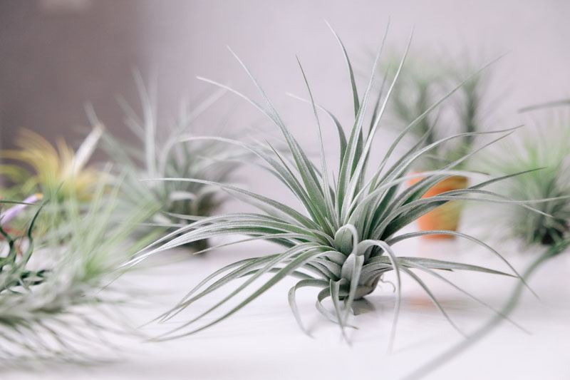 Air plants, Air Plant, Tillandsia, Terrarium, Houseplants