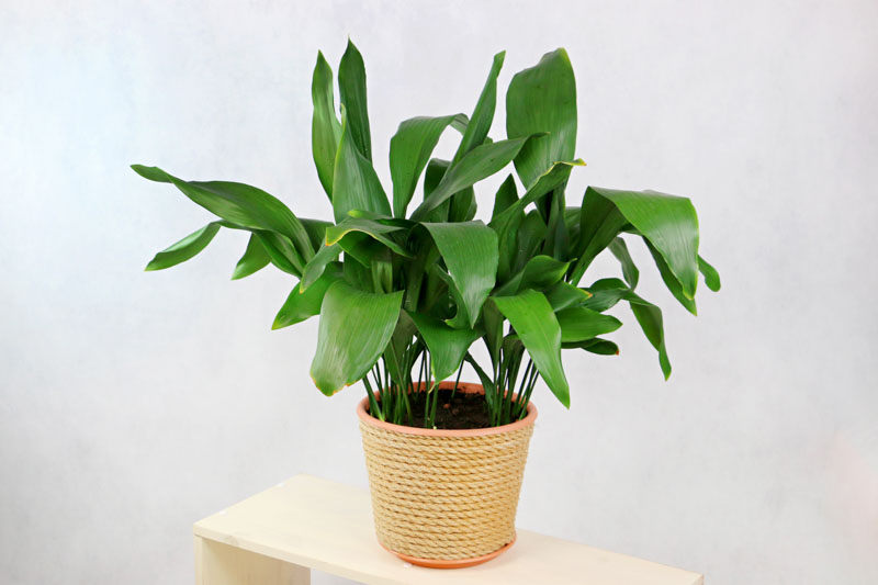 Cast Iron Plant, Aspidistra elatior, Bar Room Plant, Houseplant