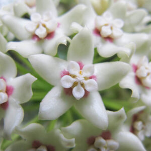 Hoya australis, Waxvine, Waxflower, Houseplant, Climbing Vine