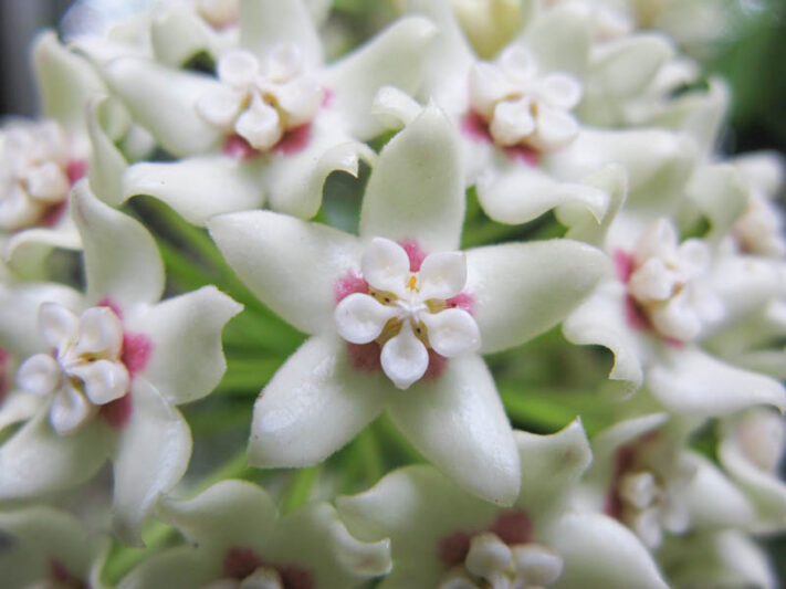 Hoya australis, Waxvine, Waxflower, Houseplant, Climbing Vine