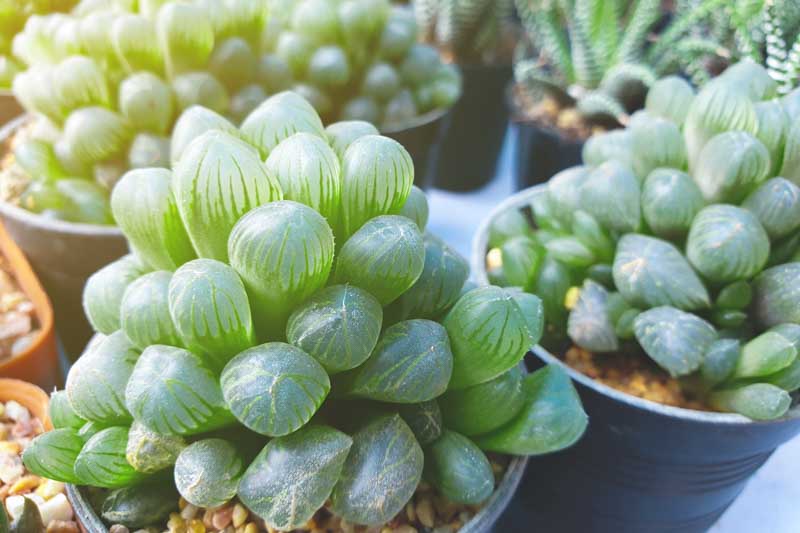 Haworthia cooperi, Bristle Haworthia, Cooper's Haworthia, Pussy Foot, Window Haworthia