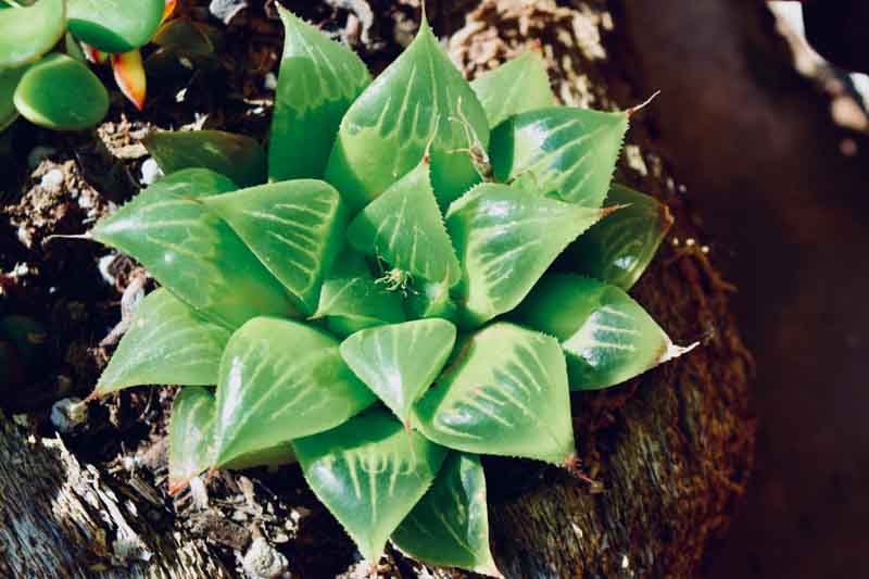 Haworthia retusa, Aloe retusa, Cushion Aloe, Star Cactus, Succulent, Terrarium