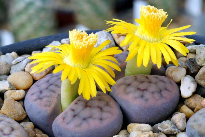 Living Stones, Lithops, Succulents, Terrarium