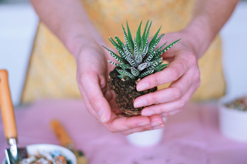 Haworthia, Zebra Plant, Zebra Haworthia, Succulent, Houseplant