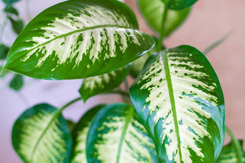 Dieffenbachia, Dumb Cane, Indoor Plants, House Plants, Houseplant