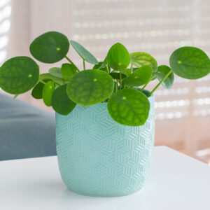 Pilea, Chinese money plant, Artillery plant, pancake plant, pilea peperomioides, Pilea involucrata, Pilea depressa