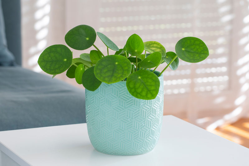 Pilea, Chinese money plant, Artillery plant, pancake plant, pilea peperomioides, Pilea involucrata, Pilea depressa