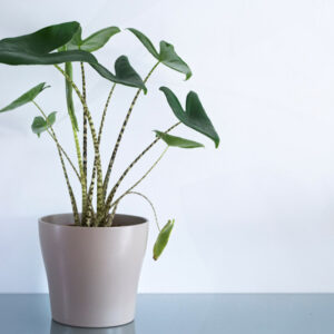 Alocasia zebrina, Elephant Ear, Tropical Plant, Houseplant,