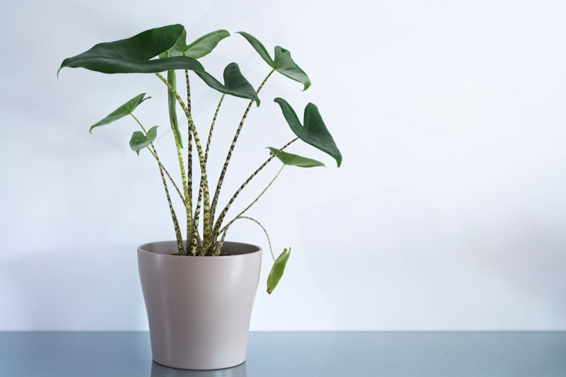 Alocasia zebrina, Elephant Ear, Tropical Plant, Houseplant,